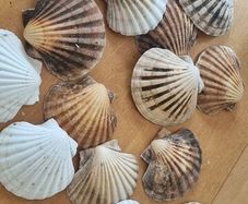 shells