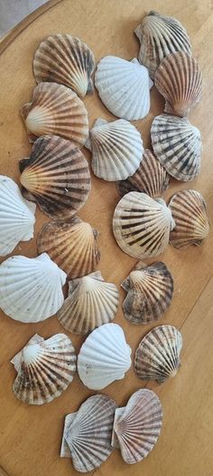 shells