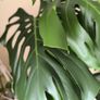 swiss cheese plant Image 4