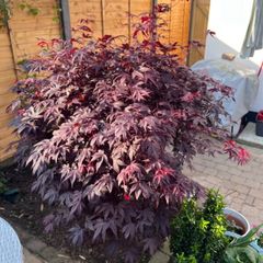 Stunning Mature Japanese Maple