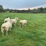 20 organic ewe Hoggets Image 2