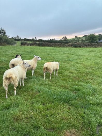 20 organic ewe Hoggets