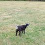 Purebred Female Pygmy Kid Image 2
