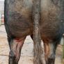 Bull Image 4