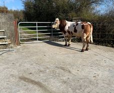 Simmental bull
