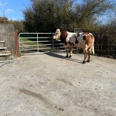 Simmental bull