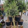 olive tree Image 7