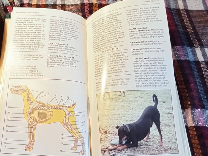 1989. A Dog Owners Guide To The Doberman.