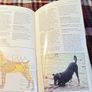 1989. A Dog Owners Guide To The Doberman. Image 3