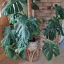 Monstera Deliciosa Plant Image 2