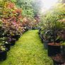 Japanese Acer Maple varieties Image 2
