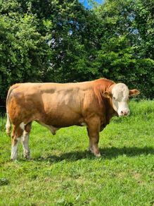 Fleckvieh Bulls