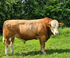 Fleckvieh Bulls