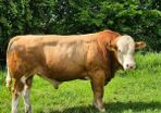 Fleckvieh Bulls