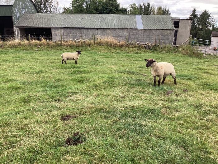 Hoggets