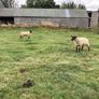 Hoggets Image 9