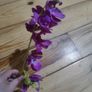 orchid flower Image 3