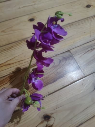 orchid flower