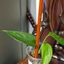 Monstera Obliqua Colombia Image 2