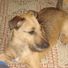 Dave o dowd