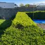 Griselinia hedge Image 2