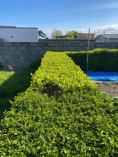 Griselinia hedge
