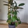Large Rubber Plant Ficus elastica plant in the ceramic pot Image 3