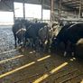 Livestock Image 2