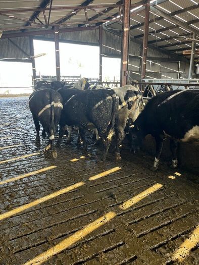 Livestock