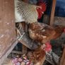 Six hens an a rooster Image 8