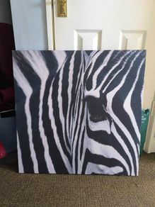 zebra large canvas picture decor