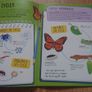 Insects and Bugs Image 3