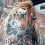 Animal: The Definitive Visual Guide - 1st Edition Image 6