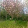 Mature Trees Image 10
