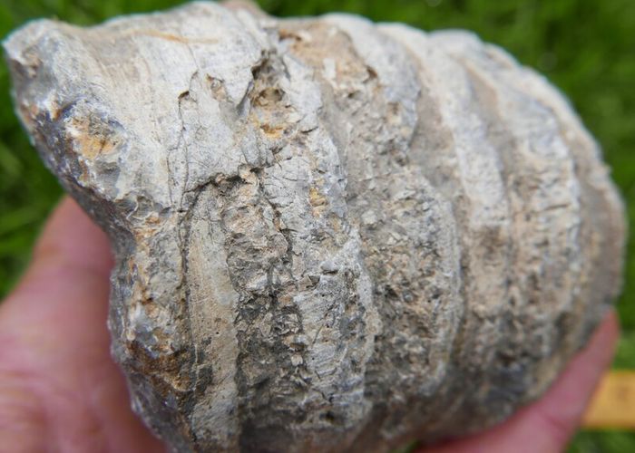 Big Coral fossil w/ complete silicification