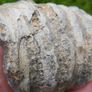 Big Coral fossil w/ complete silicification Image 8