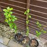 Plants Cooking Cherry - Morello - Self Fertile Image 5