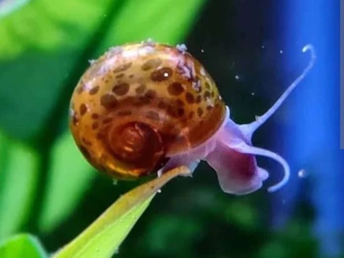 Ramshorn aquarium snail