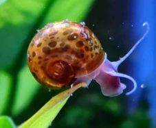 Ramshorn aquarium snail