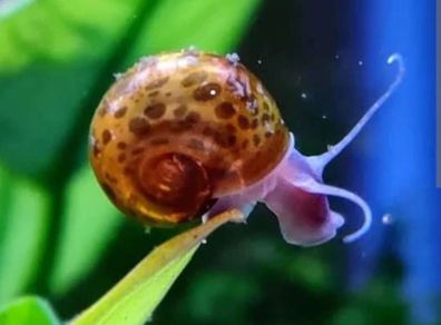 Ramshorn aquarium snail