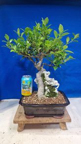 Ficus Bonsai