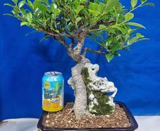 Ficus Bonsai