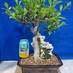 Ficus Bonsai