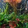 200L curved Aquarium,  Fish tank, fully equipped Image 5