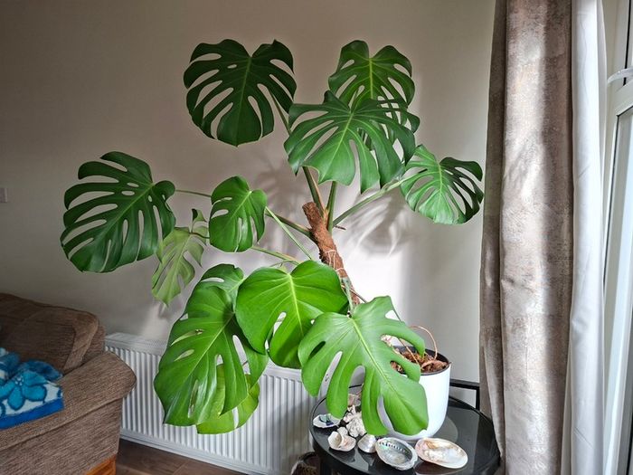 Monstera Deliciosa plant