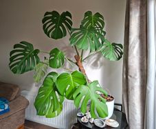 Monstera Deliciosa plant