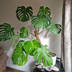 Monstera Deliciosa plant