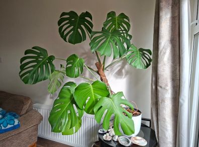 Monstera Deliciosa plant