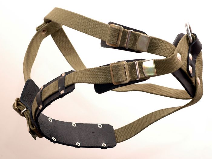 Genuine Leather Harness for Ciau-Ciau / Samoyed Husky