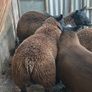 Rams and ewe lambs Image 9
